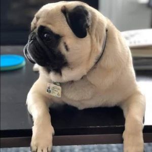 Meet your Posher, Shane